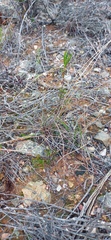 Tribolium hispidum
