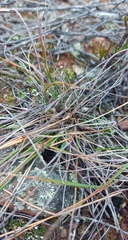 Tribolium hispidum