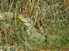 Timon lepidus lepidus