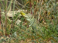 Timon lepidus lepidus