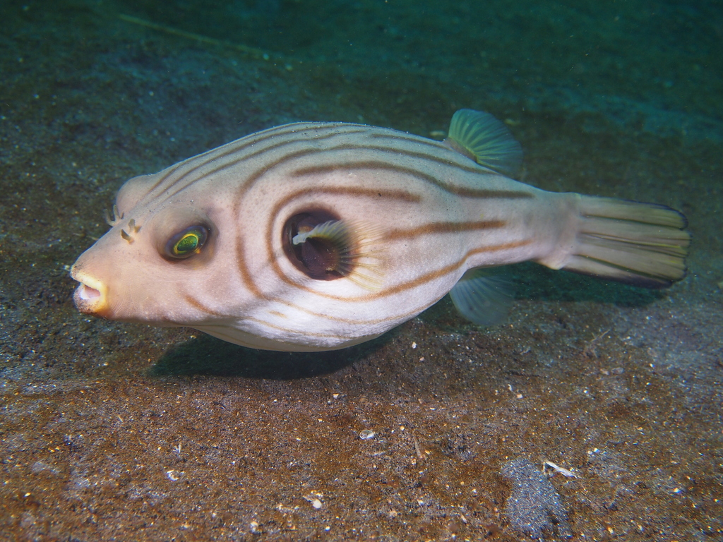 Narrowlined Puffer