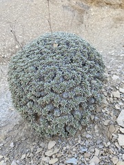 Eriogonum havardii
