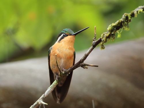 Lampornis calolaemus