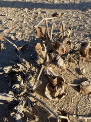 Anulocaulis leiosolenus