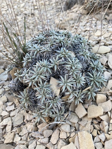 Image of Eriogonum havardii by (c) Matt Berger, some rights reserved (CC BY)