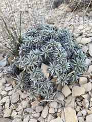 Eriogonum havardii