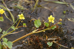 Ranunculus natans