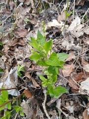Mercurialis perennis
