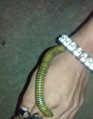 Anadenobolus monilicornis