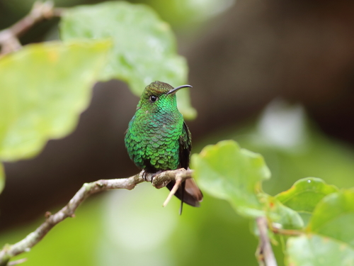 Microchera cupreiceps