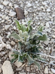 Xylorhiza wrightii