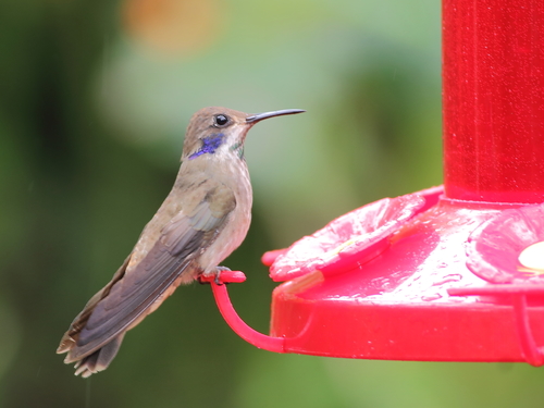 Colibri delphinae