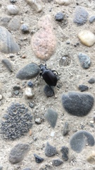 Calosoma vagans