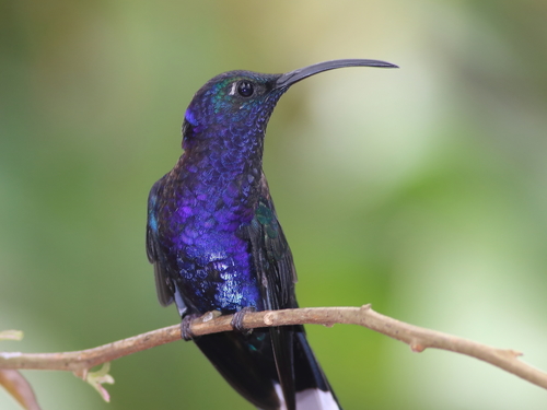 Campylopterus hemileucurus
