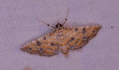 Ommatospila narcaeusalis