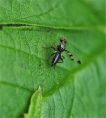 Opomyzoidea