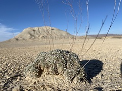Eriogonum havardii