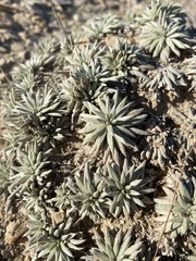 Eriogonum havardii