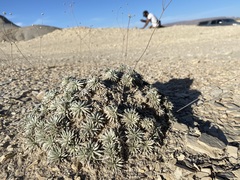 Eriogonum havardii