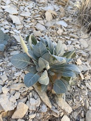 Oenothera brachycarpa