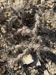 Grusonia