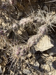 Grusonia