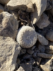 Epithelantha bokei