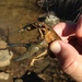 Water Nymph Crayfish - Photo no rights reserved, uploaded by Michael D. Warriner