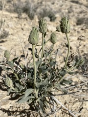Xylorhiza wrightii