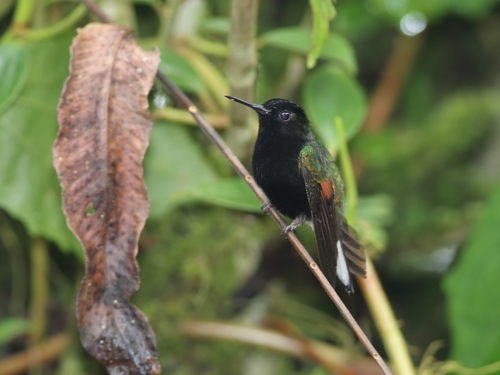 Black-bellied Hummingbird (Eupherusa nigriventris), photo 8