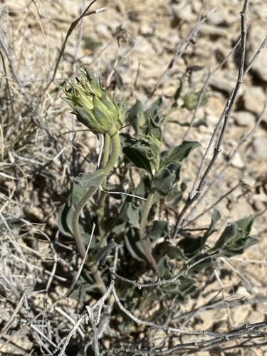 Image of Xylorhiza wrightii by (c) Matt Berger, some rights reserved (CC BY)
