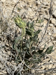 Xylorhiza wrightii