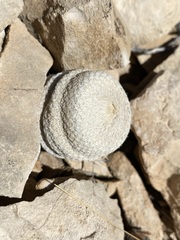 Epithelantha bokei