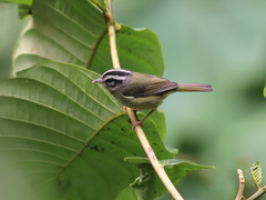 Basileuterus melanotis