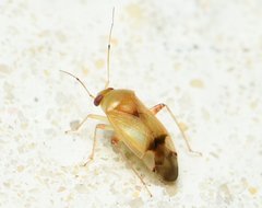 Dagbertus