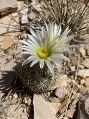 Echinomastus warnockii