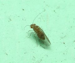 Lachesillidae