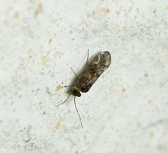 Peripsocus madidus