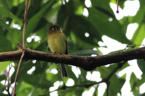 Empidonax flavescens