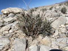 Blepharidachne bigelovii