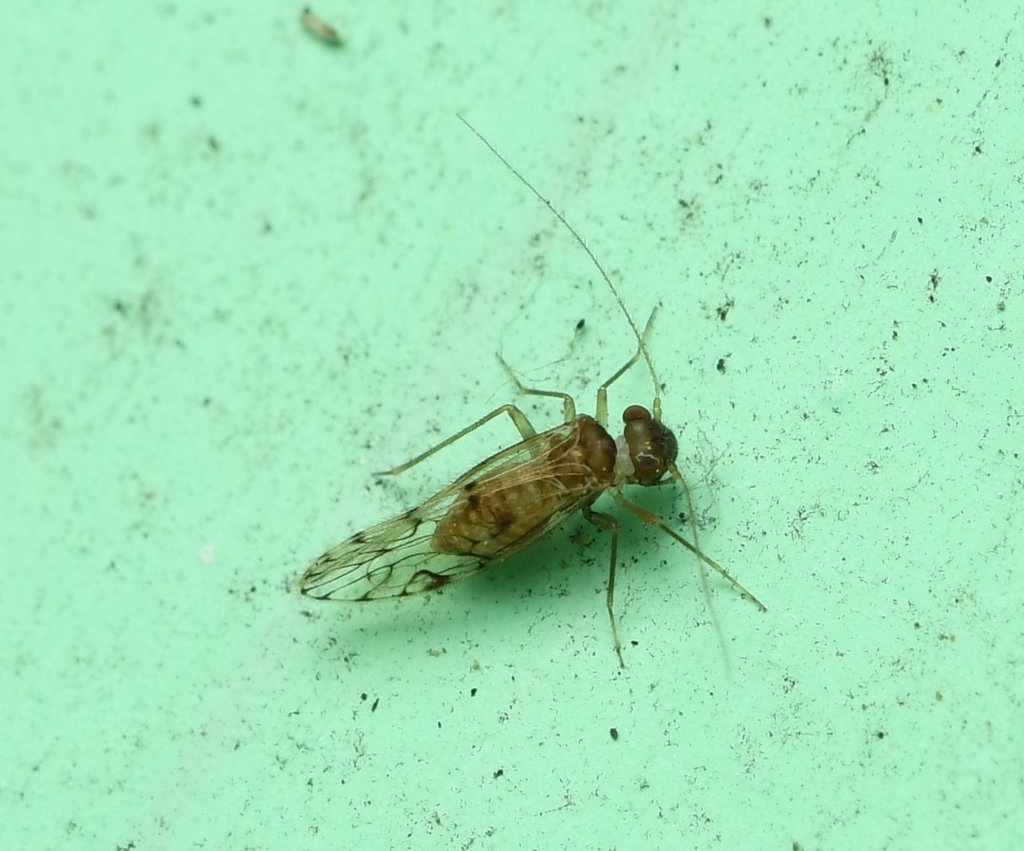 Epipsocus