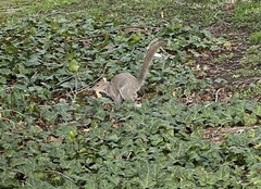 Sciurus carolinensis