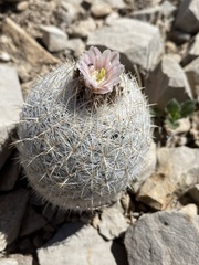 Echinomastus mariposensis
