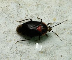 Deraeocoris sayi