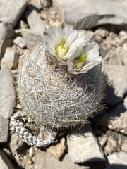 Echinomastus mariposensis