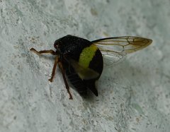 Smilia fasciata