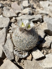 Echinomastus mariposensis