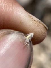 Blepharidachne bigelovii