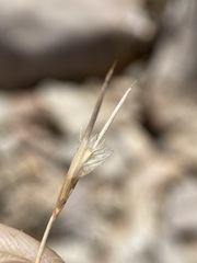 Blepharidachne bigelovii