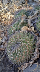 Mammillaria karwinskiana karwinskiana